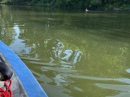 Mainschwimmen unsortiert