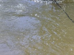 Mainschwimmen unsortiert