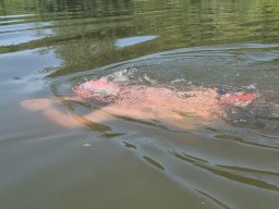 Mainschwimmen unsortiert
